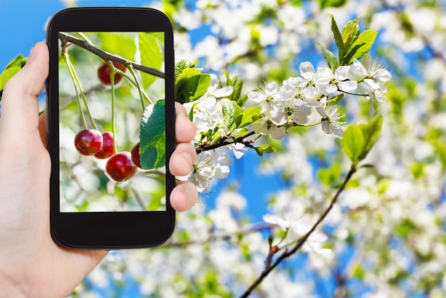 Picture of ripe cherry on twig with white blossoms