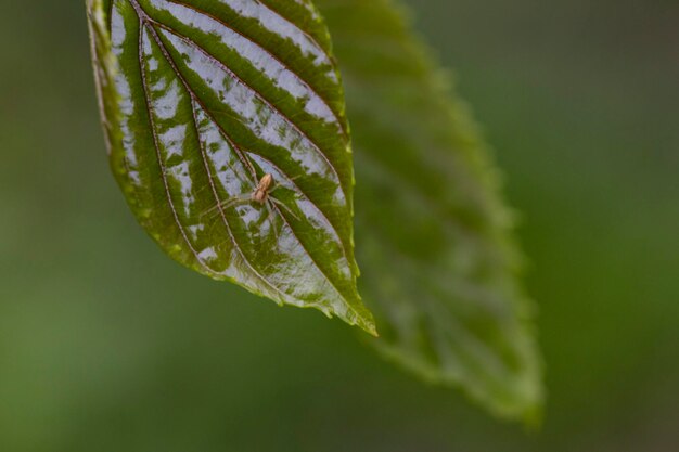 Picture of a small spider on a web on the street