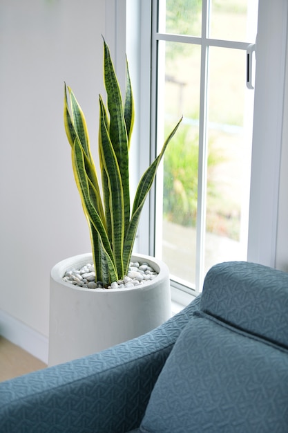 Picture of Snake Plant, a tree that adorns the house