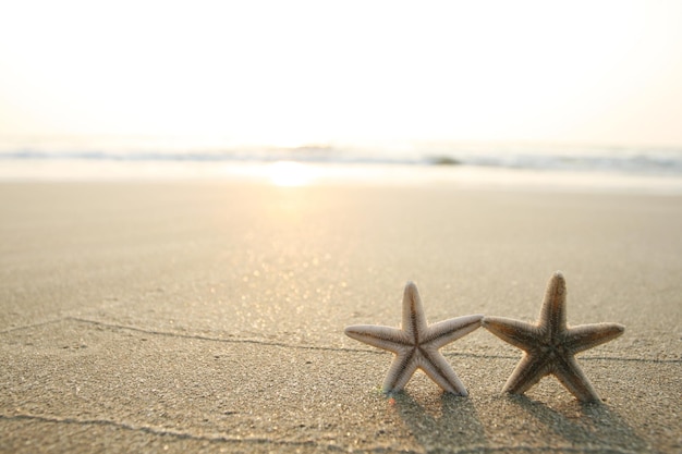 Picture of starfish on the beach in the sand