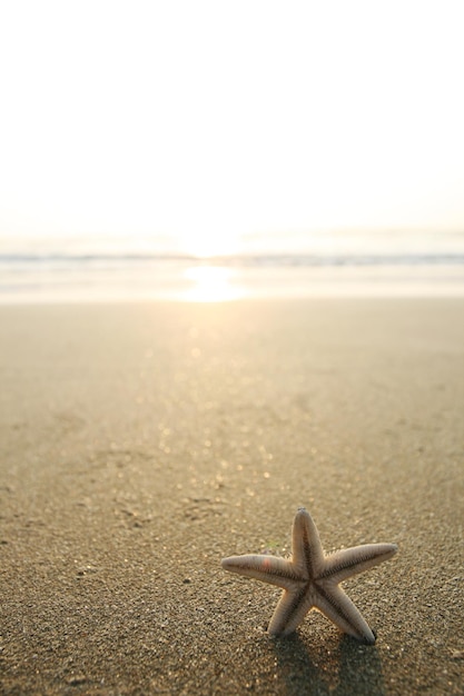 Picture of starfish on the beach in the sand