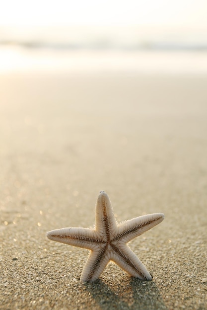 Picture of starfish on the beach in the sand