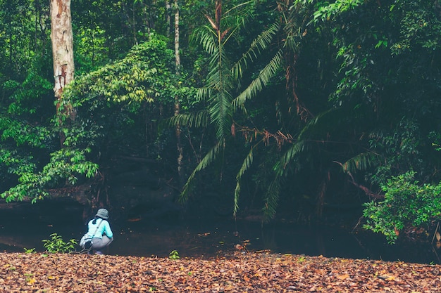 picture of tropical rain forest in Thailand, nature concept