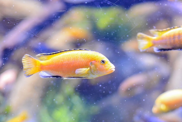 Picture of Underwater Fish in Water Tank Aquarium