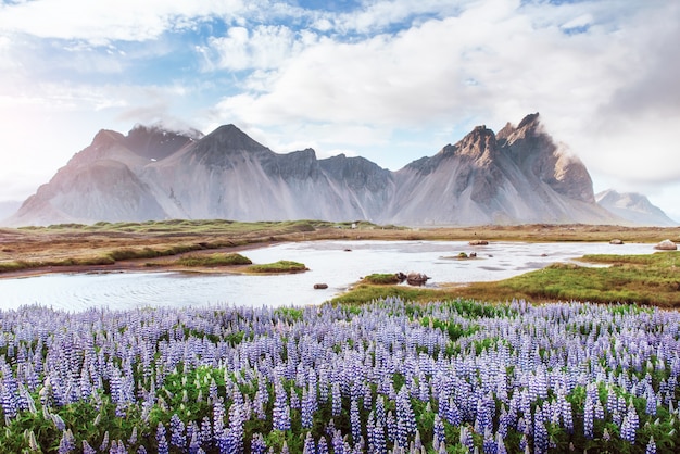 The pictureque landscapes of forests and mountains of Iceland. Wild blue lupine blooming in in summer