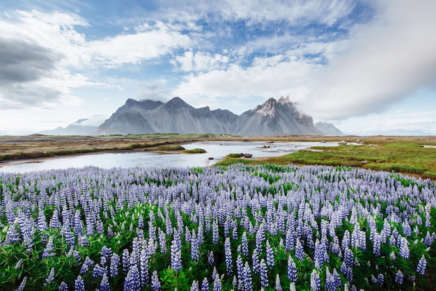 The pictureque landscapes of forests and mountains of Iceland. Wild blue lupine blooming in in summer