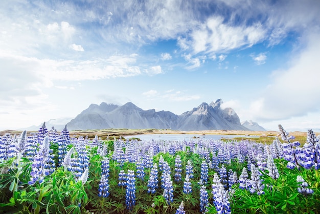 The pictureque landscapes of forests and mountains of Iceland. Wild blue lupine blooming in in summer