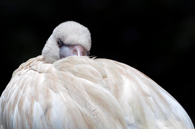 pictures of sleeping flamingo bird