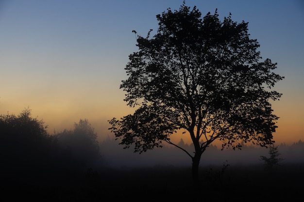 A picturesque autumn landscape, a lonely tree against the background of a misty dawn, on the river bank.