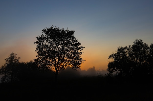 A picturesque autumn landscape, a lonely tree against the background of a misty dawn, on the river bank.