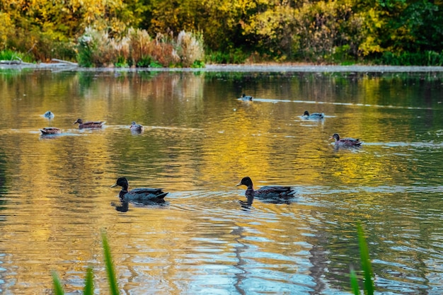 Picturesque colour forest is reflected in the lake in autumn park on a sunny day with swimming ducks in the pond Colorful foliage tree reflections in calm pond water on a beautiful autumn day