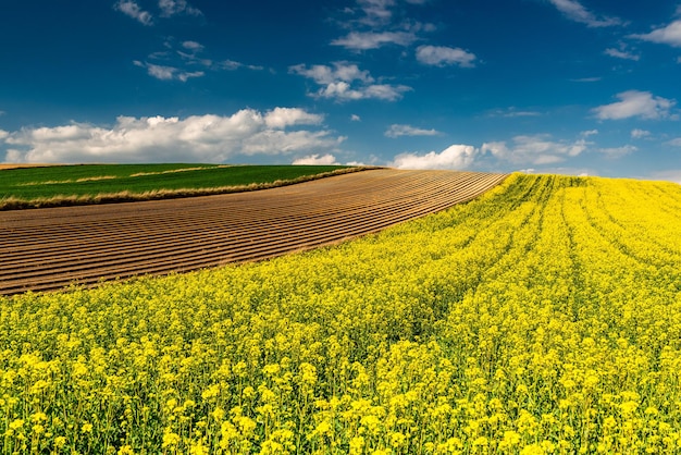 Picturesque Countryside Landscape Blooming Rapeseed or Canola FieldsGreen Rows and Trees