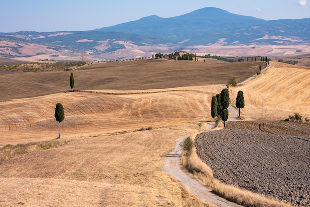 Picturesque countryside road with cypress among yellow summer fields in Tuscany Italy