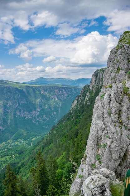 Picturesque forest on the slope of a high mountain