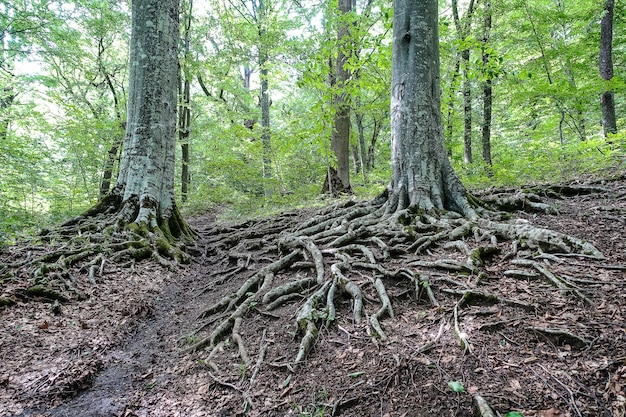 A picturesque forest on the way to the eagle shelf Mezmai