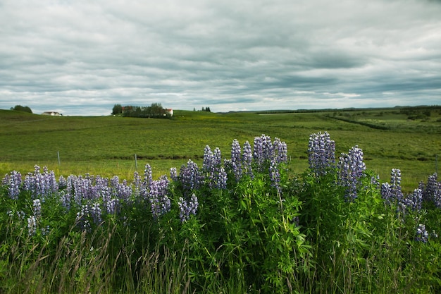 Picturesque landscape with green nature in Iceland during summer.