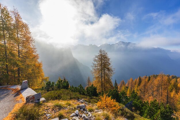 Picturesque larch trees in the fog along the road near the Mangart pass Slovenia