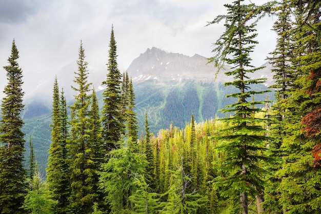 Picturesque mountain view in the Canadian Rockies 