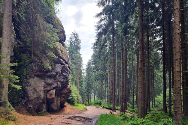 A picturesque mystical forest in the mountains on a cloudy autumn day