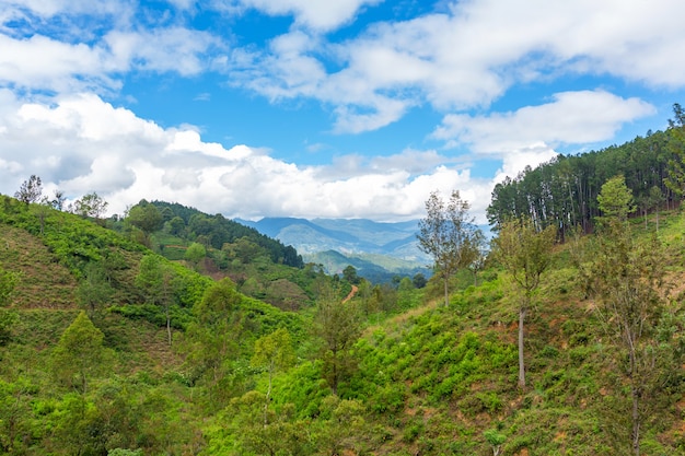 Picturesque natural landscape. Green tea plantations in the highlands. Growing tea