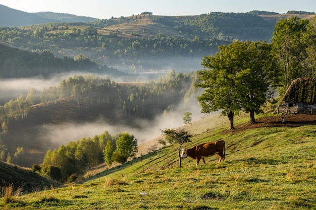 Picturesque Scene with Cow in Mountains