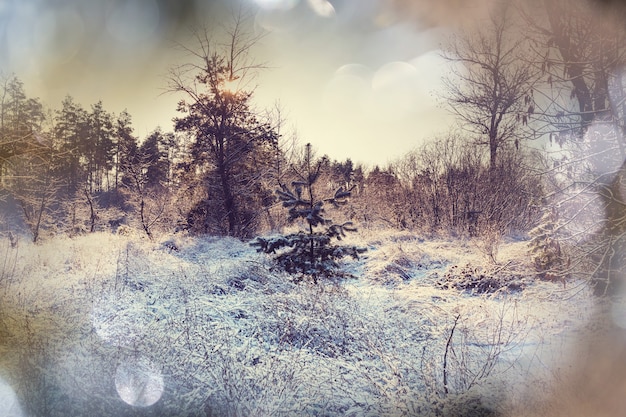 Picturesque snow-covered forest in the winter