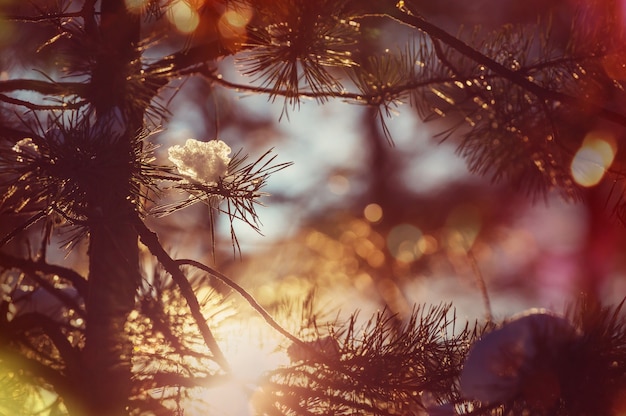 Picturesque snow-covered forest in the winter