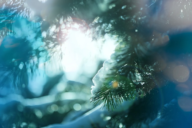 Picturesque snow-covered forest in the winter