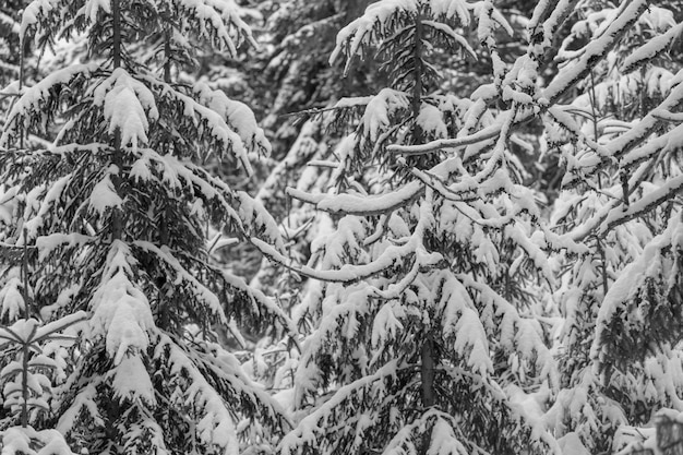 Picturesque snow-covered forest in the winter