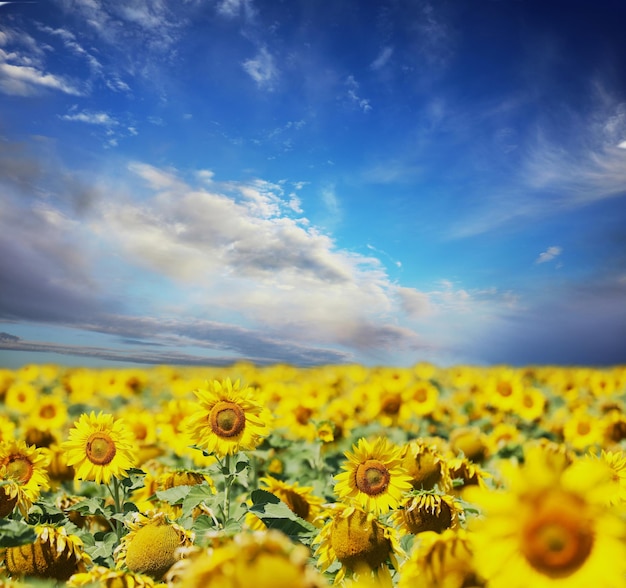 Picturesque sunflower field under blue sky with clouds