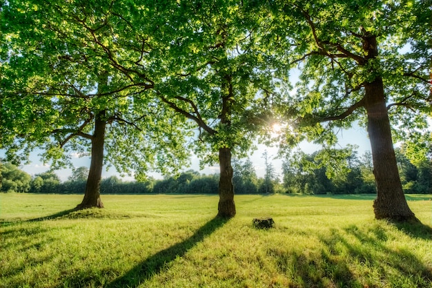 Picturesque sunset with oaks and sun. Summer