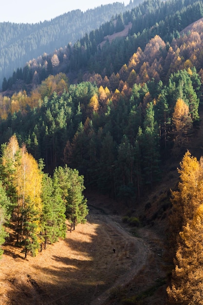 Picturesque view of mountain slope covered with colorful trees in autumn day