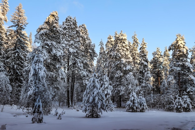 A picturesque winter landscape in the forest Coniferous trees covered with snow