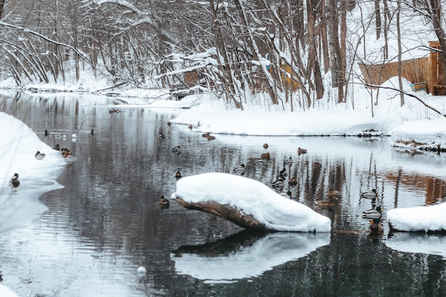 Picturesque winter landscape with a view of the lake and ducks on the background of the forest. a stone in the snow, in the middle of a winter lake