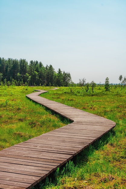 A picturesque wooden walking path through a swamp with tall grass in summerQuiet Nature Trail