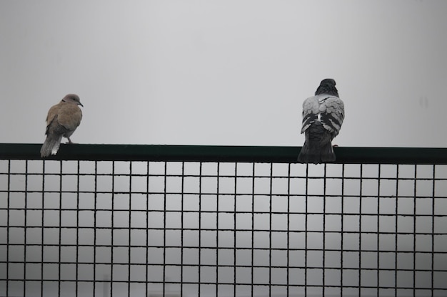 Pidgeon on a fence