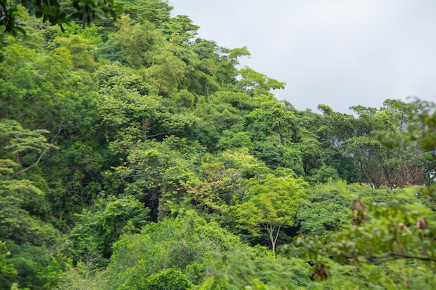 Piece of the atlantic forest in paraty in Rio de Janeiro Brazil