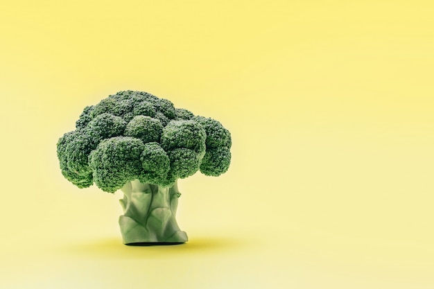 Piece of broccoli on yellow background like tree.