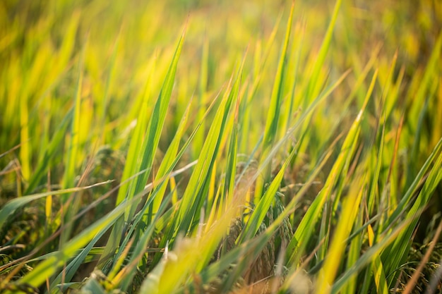 A piece of golden rice rice waiting to be harvested