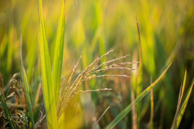 A piece of golden rice rice waiting to be harvested