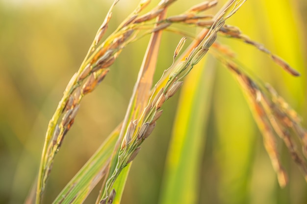 A piece of golden rice rice waiting to be harvested