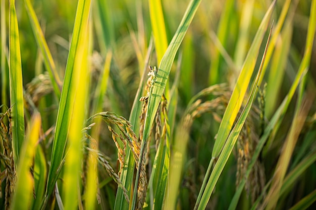 A piece of golden rice rice waiting to be harvested