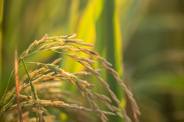 A piece of golden rice rice waiting to be harvested