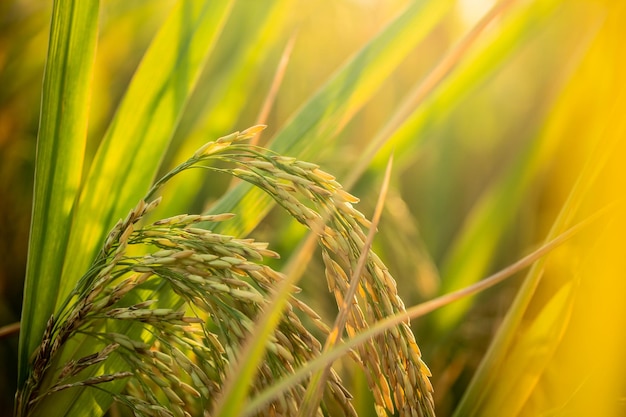 A piece of golden rice rice waiting to be harvested