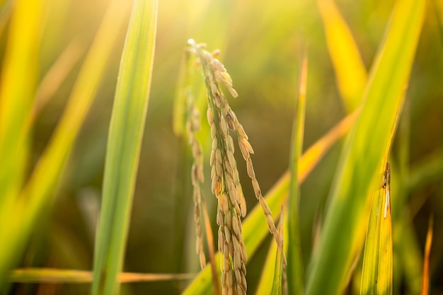 A piece of golden rice rice waiting to be harvested