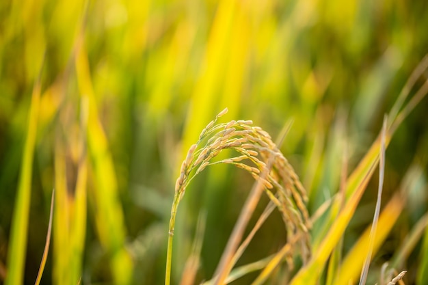 A piece of golden rice rice waiting to be harvested