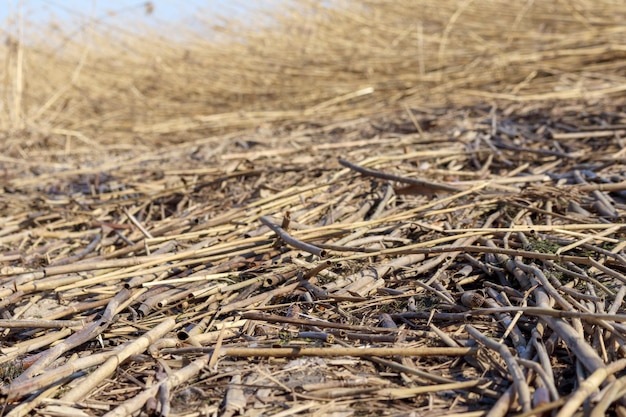 Photo pieces of cane in water