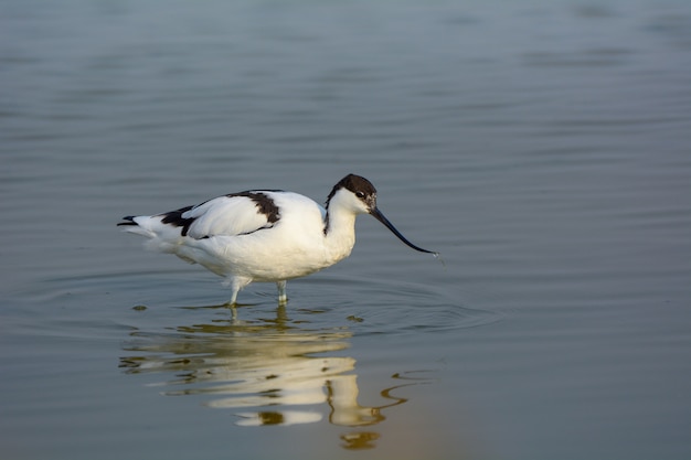 Pied Avocet , Beautiful bird in Thailand.