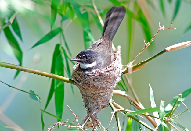 Pied Fantail Rhipidura javanica Beautiful Birds of Thailand in the nest