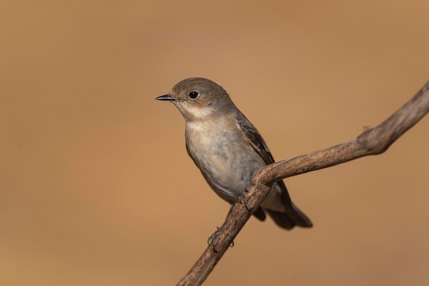 Pied flycatcher Ficedula hypoleuca Cordoba Spain